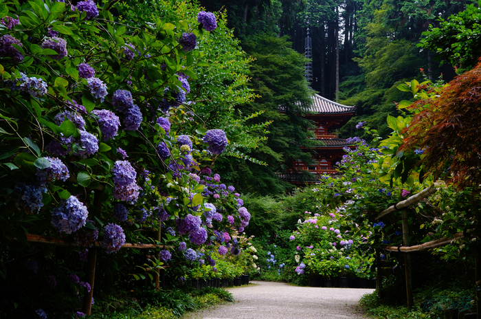 シグマ Sigma 17-40mm F1.8 DC | Art with Sigma fp L ／ 京都